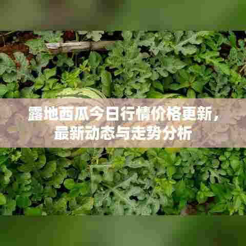 露地西瓜今日行情价格更新,最新动态与走势分析