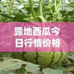露地西瓜今日行情价格更新,最新动态与走势分析