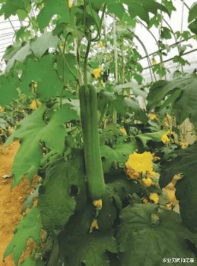 黄版本丝瓜,稳定设计解析策略 专属款_v1.976