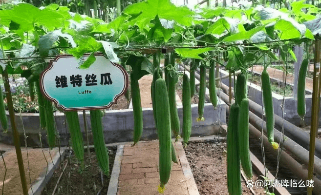 黄版本丝瓜,稳定设计解析策略 专属款_v1.976