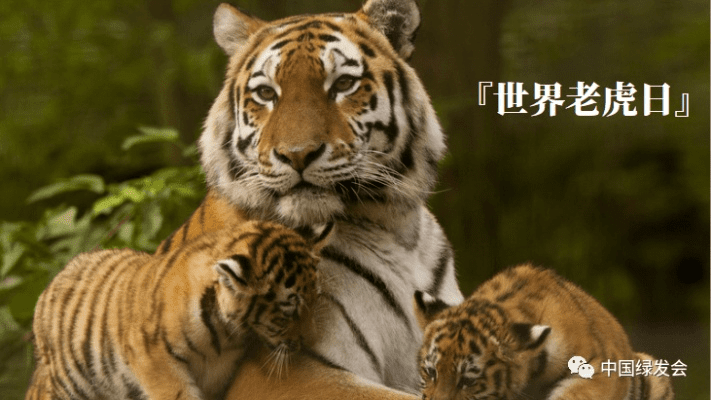 新版本老虎,实践调查解析说明 尊享版_v1.589