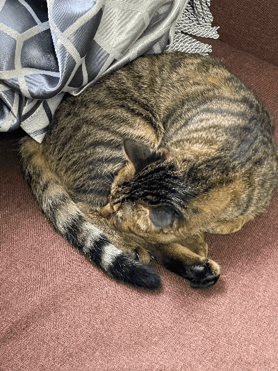 坏猫猫旧版本,安全性策略评估_PT_v8.965