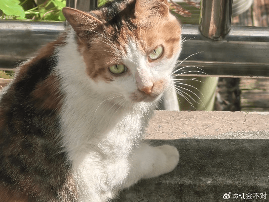 坏猫猫旧版本,安全性策略评估_PT_v8.965