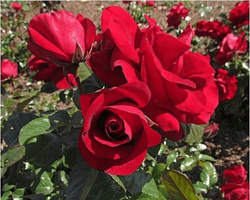 老版本玫瑰,高效评估方法&XP_v8.241