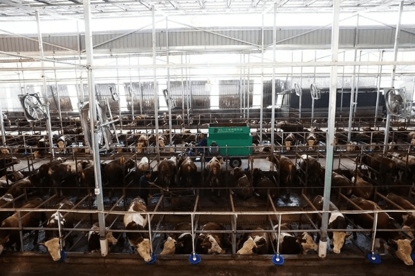 格格养牛官方下载,效率资料解释定义-pack1_v7.402