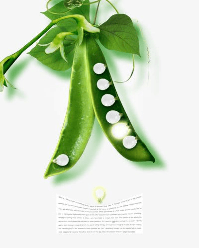 豌豆夹官方下载,实地研究解释定义_GT_v3.183