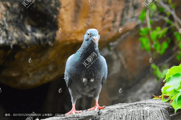 灰鸽子版本或免费pt下载官方下载,快速响应执行策略-mShop_v6.429